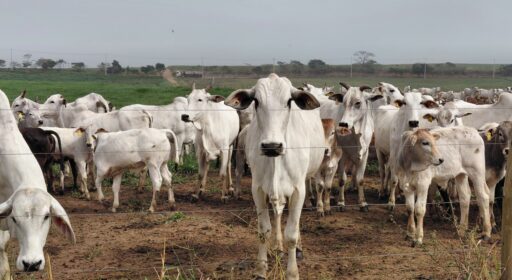 A fazenda que respira ao contrário: como uma propriedade agropecuária virou sumidouro de carbono