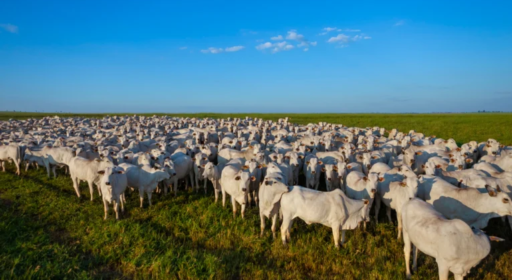 Fazenda sequestra mais carbono do que emite? Produtor apresenta resultados de propriedade em SP